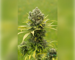 Afghan Kush Feminised