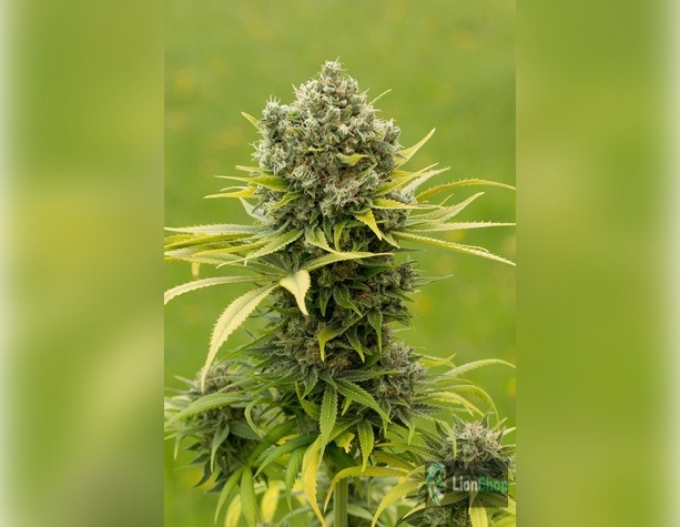 Afghan Kush Feminised