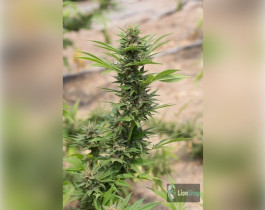 Afghan Haze Feminised