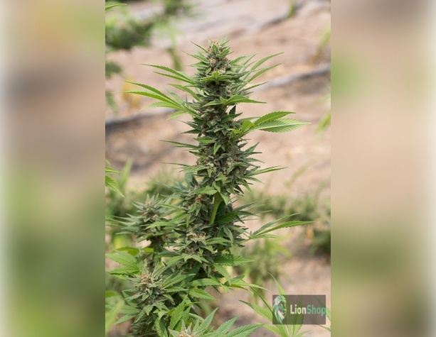 Afghan Haze Feminised