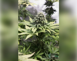 AK-47 Feminised