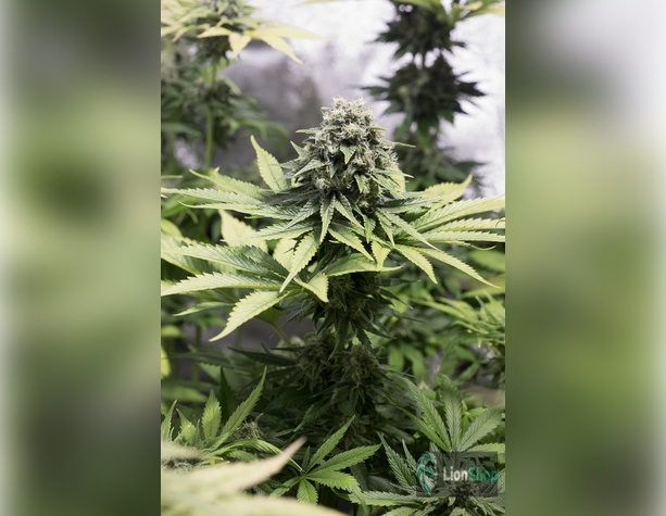 AK-47 Feminised