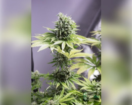 AK-48 Feminised
