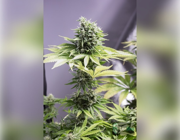 AK-48 Feminised