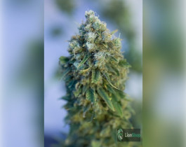 AK-49 Feminised