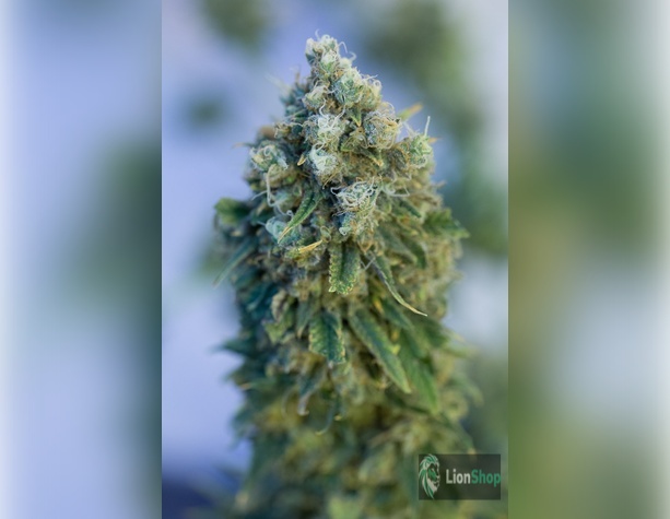 AK-49 Feminised
