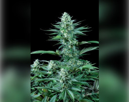 Amnesia Haze Feminised