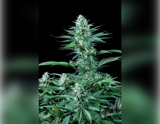 Amnesia Haze Feminised