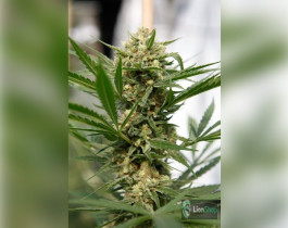 Amnesia Lemon Feminised