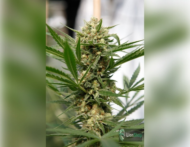 Amnesia Lemon Feminised