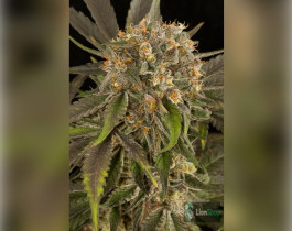 Big Bud Feminised