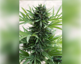 Big Chu Auto Feminised