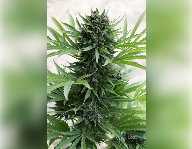 Big Chu Auto Feminised