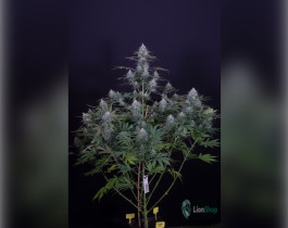 Black Domina Feminised