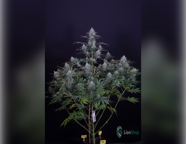 Black Domina Feminised