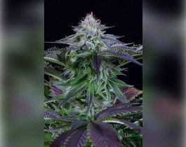 Blueberry Feminised