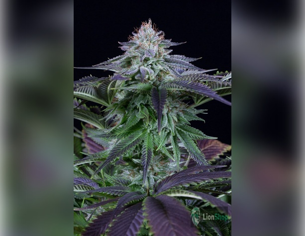Blueberry Feminised