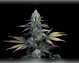 Blue Cheese Feminised