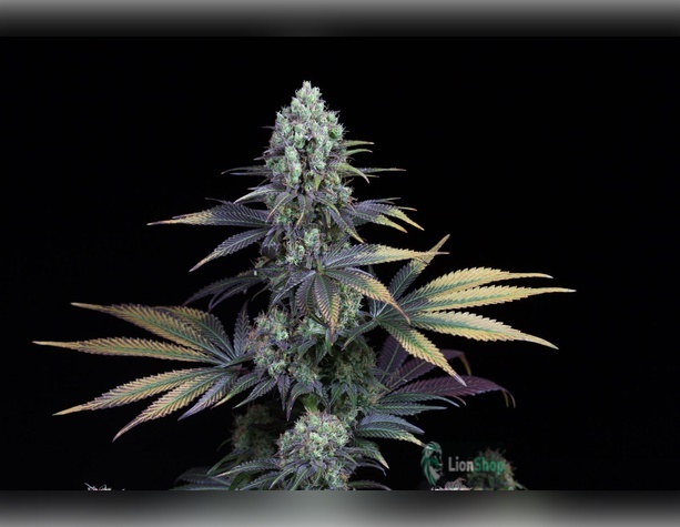 Blue Cheese Feminised