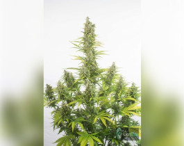 Gorilla Glue Feminised