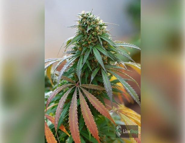 Lemon Skunk Feminised
