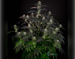 OG Kush Feminised