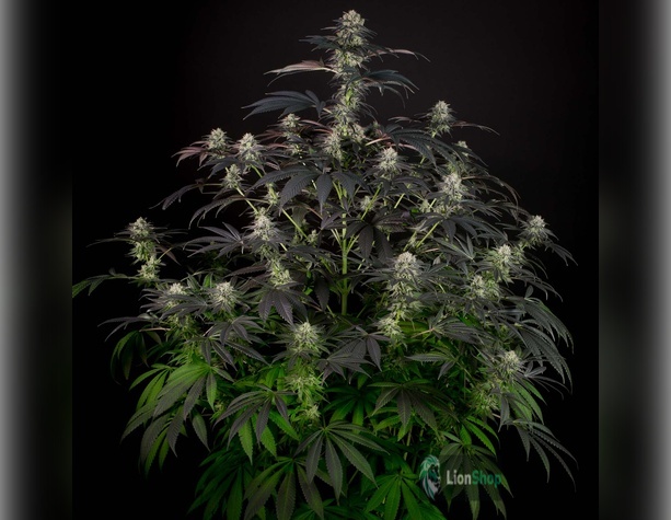 OG Kush Feminised