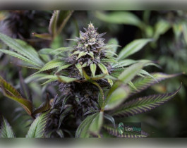 Purple Kush Feminised