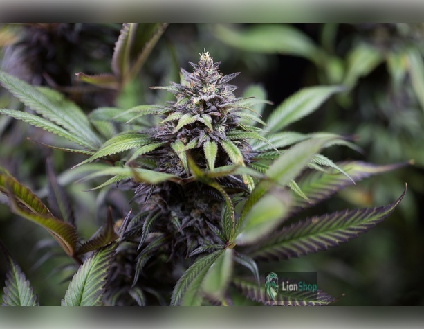 Purple Kush Feminised