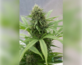 Sour Diesel Feminised