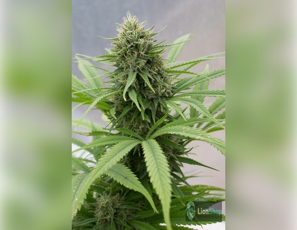 Sour Diesel Feminised