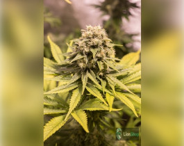 Super Skunk Feminised