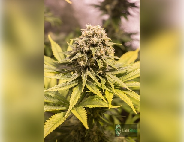 Super Skunk Feminised