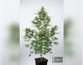 White Widow Feminised
