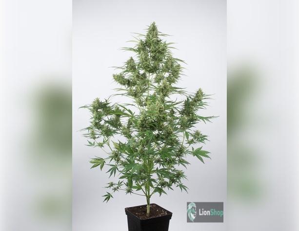 White Widow Feminised