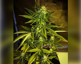 1024 от Medical Seeds Co