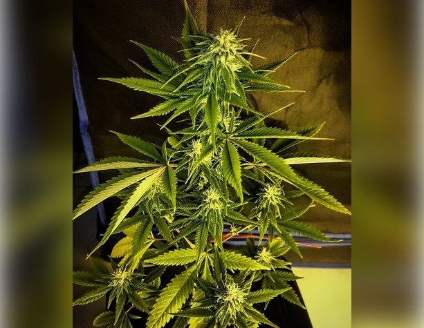 1024 от Medical Seeds Co