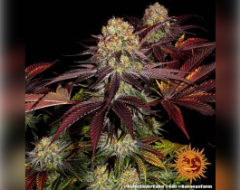 Acapulco Gold