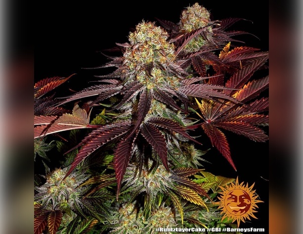 Acapulco Gold