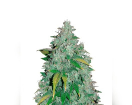 AK-47 от Bulk Seed Bank
