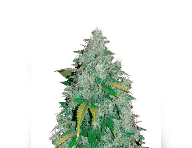 AK-47 от Bulk Seed Bank