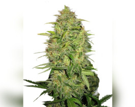 AK-49 от Vision Seeds
