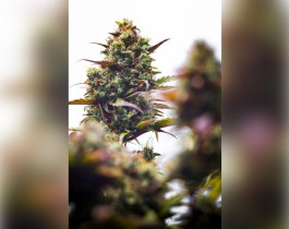 Amnesia от Divine Seeds