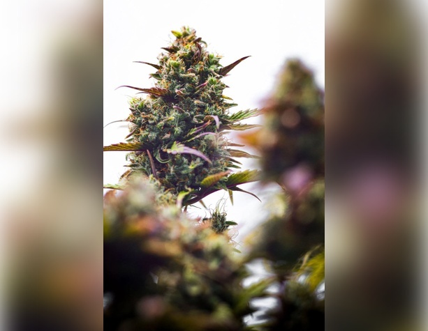 Amnesia от Buddha Seeds