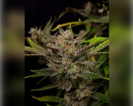 Amnesia Haze от Bulk Seed Bank