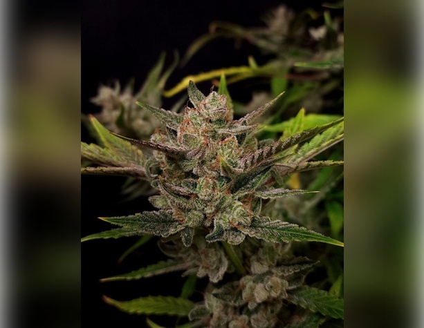 Amnesia Haze от Bulk Seed Bank