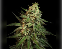 Amnesia Haze от NeuroSeeds