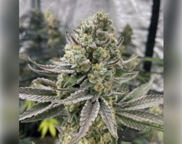 Amnesia Haze от Royal Queen Seeds