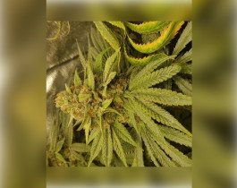 Amnesia Haze от Victory Seeds