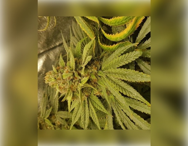 Amnesia Haze от Victory Seeds